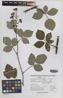Paratype of Rubus percrispus D.E.Allen & R.D.Randall [family ROSACEAE]