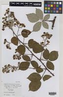 Paratype of Rubus percrispus D.E.Allen & R.D.Randall [family ROSACEAE]