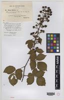 Syntype of Rubus polyoplus W.C.R.Watson [family ROSACEAE]