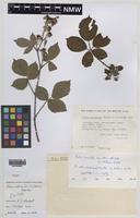 Isotype of Rubus robii (W.C.R.Watson) A.Newton [family ROSACEAE]