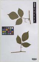Paratype of Rubus turritus Edees [family ROSACEAE]