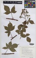 Paratype of Rubus turritus Edees [family ROSACEAE]