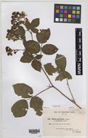 Paratype of Rubus varvicensis Edees [family ROSACEAE]