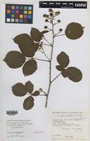 Isoparatype of Rubus riparius W.C.Barton ex. A.Newton [family ROSACEAE]
