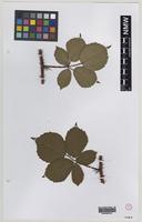 Isotype of Rubus rubristylus W.C.R.Watson [family ROSACEAE]
