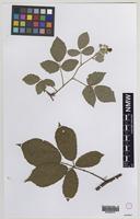 Syntype of Rubus subinermoides Druce [family ROSACEAE]