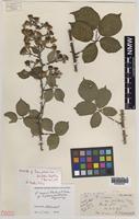 Paratype of Rubus tavensis A.Newton & M.Porter [family ROSACEAE]