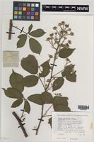 Isotype of Rubus turritus Edees [family ROSACEAE]
