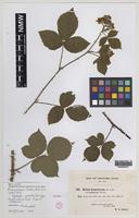 Syntype of Rubus warrenii Sudre [family ROSACEAE]