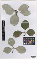Holotype of Sorbus parviloba T.Rich [family ROSACEAE]