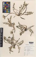 Isotype of Taraxacum haworthianum Dudman & A.J.Richards [family ASTERACEAE]