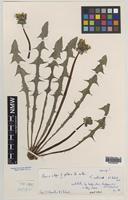Isotype of Taraxacum inane A.J.Richards [family ASTERACEAE]