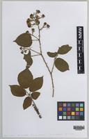 Isolectotype of Rubus adamsii Sudre [family ROSACEAE]