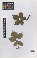 Isotype of Rubus altiarcuatus W.C.Barton & Ridd. [family ROSACEAE]