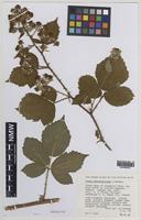Isoparatype of Rubus adenanthoides A.Newton [family ROSACEAE]