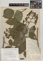 Paratype of Rubus proiectus A.Beek [family ROSACEAE]