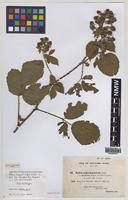 Isolectotype of Rubus angusticuspis Sudre [family ROSACEAE]