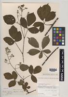Paratype of Rubus aquarum A.Newton & M.Porter [family ROSACEAE]