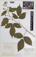 Isoparatype of Rubus asperidens Sudre in Bouvet [family ROSACEAE]