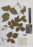 Isoparatype of Rubus bartonii A.Newton [family ROSACEAE]