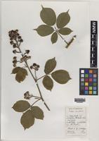 Holotype of Rubus biloensis A.Newton & M.Porter [family ROSACEAE]