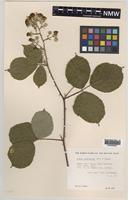 Paratype of Rubus boudiccae A.L.Bull & Edees [family ROSACEAE]