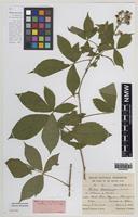 Isotype of Rubus breconensis W.C.R.Watson [family ROSACEAE]