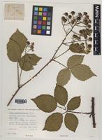 Holotype of Rubus canterburiensis Edees [family ROSACEAE]