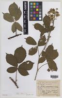Paratype of Rubus celticus A.Newton [family ROSACEAE]