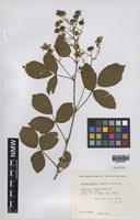Paratype of Rubus daltrii Edees & Rilstone [family ROSACEAE]