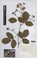 Paratype of Rubus daltrii Edees & Rilstone [family ROSACEAE]