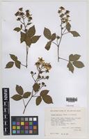 Paratype of Rubus daltrii Edees & Rilstone [family ROSACEAE]