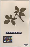 Syntype of Rubus dentatifolius (Briggs) W.C.R.Watson [family ROSACEAE]