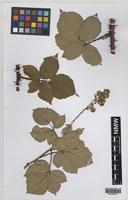 Isolectotype of Rubus curvispinosus Edees & A.Newton [family ROSACEAE]