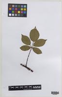 Isoparatype of Rubus effrenatus A.Newton [family ROSACEAE]