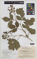 Syntype of Rubus euryanthemus W.C.R.Watson [family ROSACEAE]