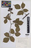 Paratype of Rubus fuscicaulis Edees [family ROSACEAE]