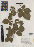 Paratype of Rubus hebridensis Edees [family ROSACEAE]