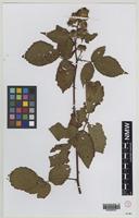 Isolectotype of Rubus heterobelus Sudre [family ROSACEAE]