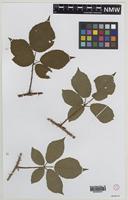 Isolectotype of Rubus hyposericeus Sudre [family ROSACEAE]