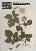 Isotype of Rubus incurvatiformis Edees [family ROSACEAE]