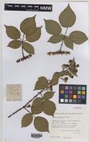 Paratype of Rubus infestior Edees [family ROSACEAE]