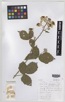 Holotype of Rubus iscanus A.Newton & M.Porter [family ROSACEAE]
