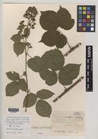 Syntype of Rubus laxatifrons W.C.R.Watson [family ROSACEAE]