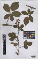 Isolectotype of Rubus melanocladus (Sudre) Ridd. [family ROSACEAE]