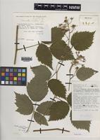 Paratype of Rubus merlinii A.Newton & M.Porter [family ROSACEAE]