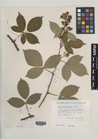 Paratype of Rubus milfordensis Edees [family ROSACEAE]