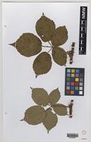 Type? of Rubus monensis W.C.Barton & Ridd. [family ROSACEAE]