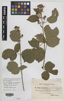 Syntype of Rubus mucronatiformis (Sudre) W.R.C.Watson [family ROSACEAE]