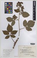 Isolectotype of Rubus murrayi Sudre [family ROSACEAE]